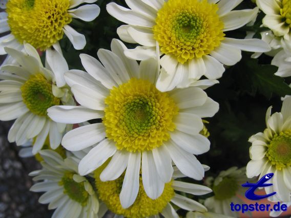 Margeriten
