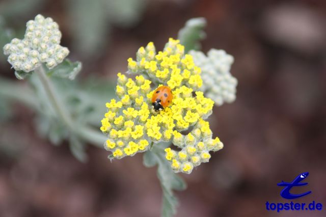 Mariehøne på en blomst