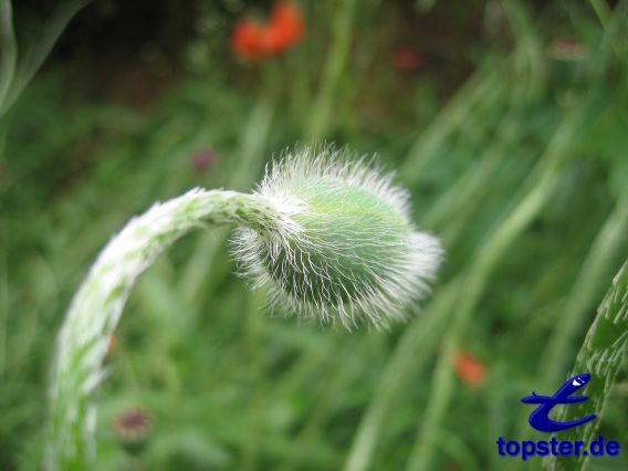 Mohn