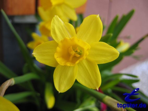 Giallo narciso