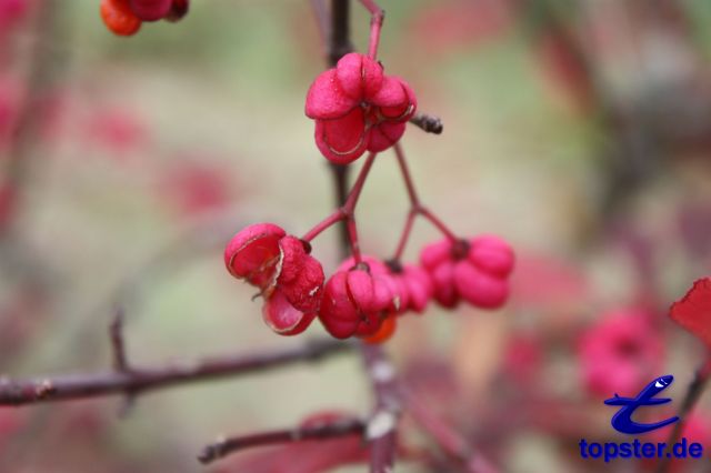 Spindle tree