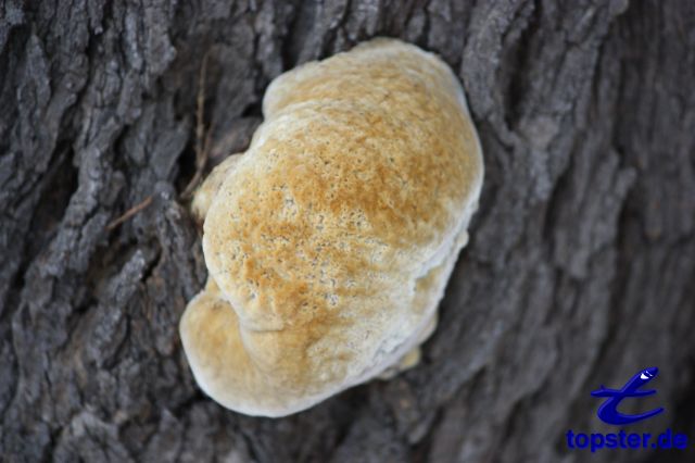 Foam mushrooms