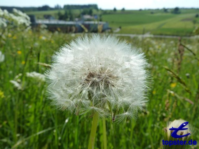 Pusteblume