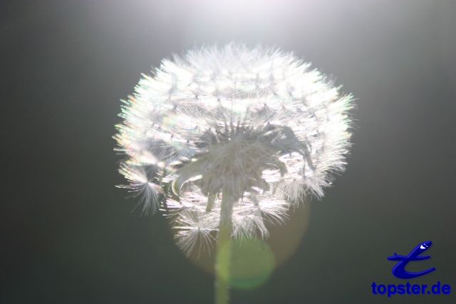 Pusteblume im Sonnenlicht