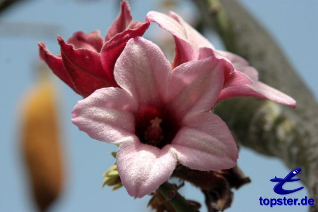 Rosa Kaktus Blüte