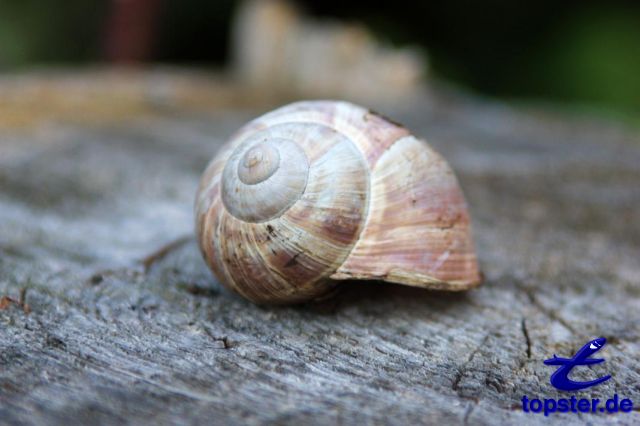 Concha de caracol vazio