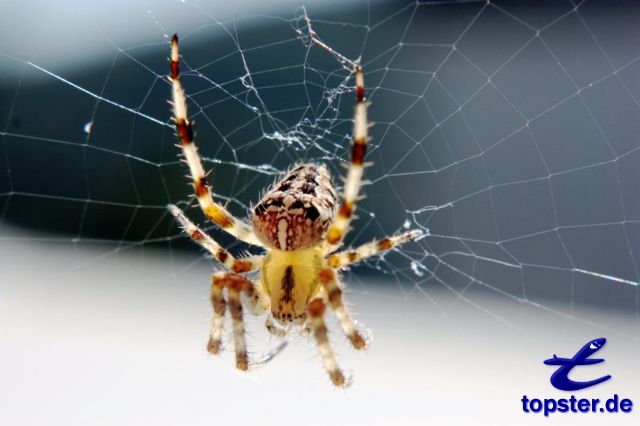 Spider (Network)