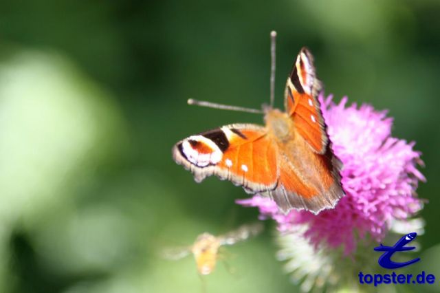 Peacock (Butterfly)