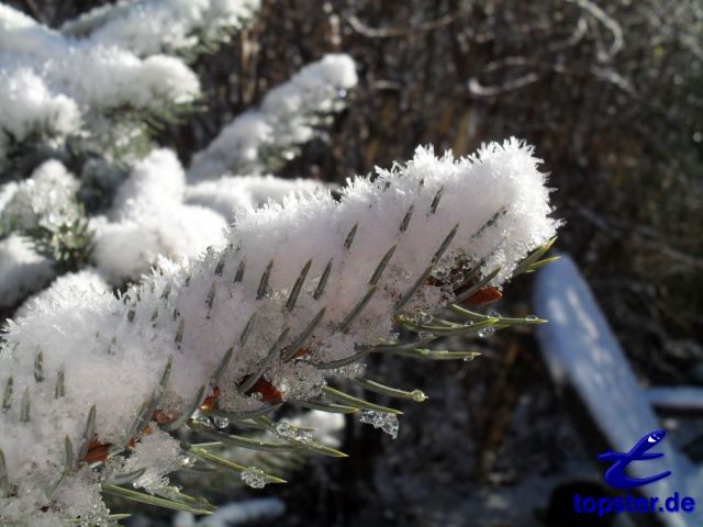 Tannenast mit Schnee bedeckt