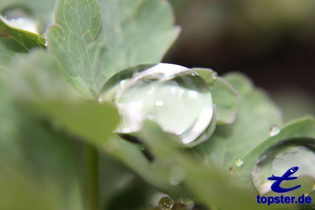 Gotas de água em uma folha