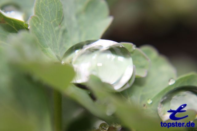 Gotas de agua sobre una hoja de