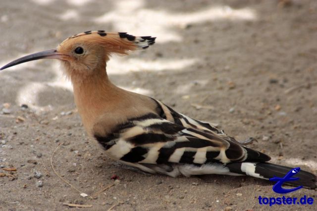 Hoopoe