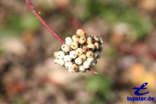 Wilde Weißbeeren