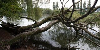 Bomen op het eiland Werd