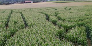 Corn maze in Wolfhausen