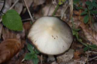 Champignon